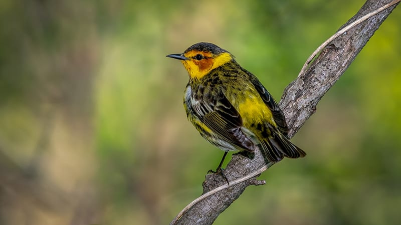 Cape May Warbler on a tree