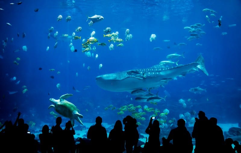 Georgia Aquarium