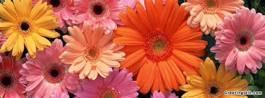 Beautiful Flowers Fb Cover Image