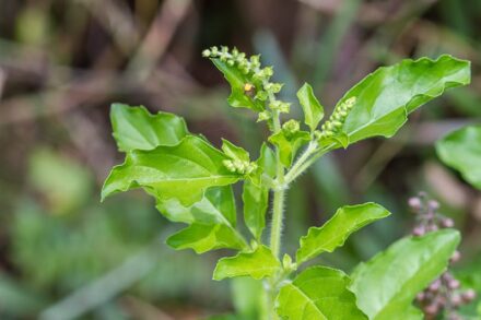 Tulsi as an Immune Booster