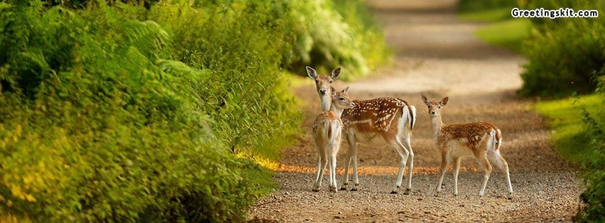 Beautiful Deer FB Timeline Cover Photo