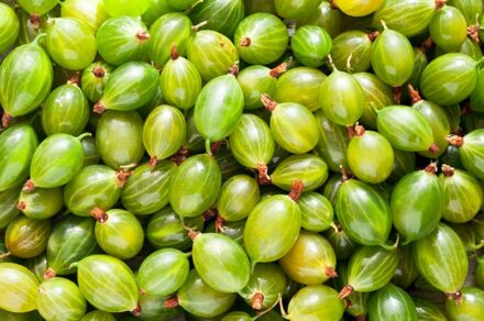 7 Interesting Health Benefits of Gooseberries