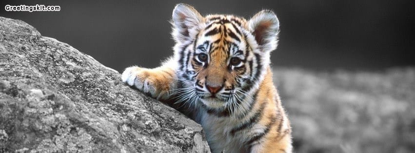 Cute Tiger Facebook Timeline Cover