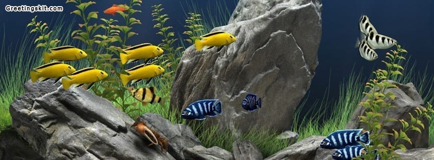 Aquarium Facebook Timeline Cover