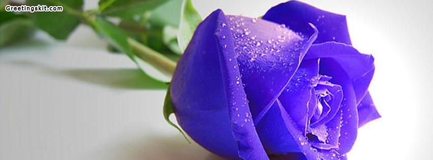 Blue Rose Facebook Timeline Cover Image