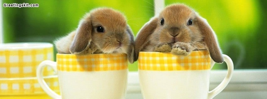 Cute Bunny Facebook Timeline Cover