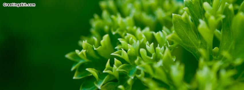 Green Parsley Facebook Timeline Cover