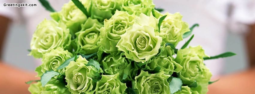 Green Rose Facebook Timeline Cover