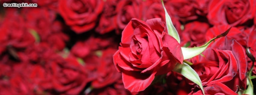 Wonderful Red Rose Facebook Timeline Cover