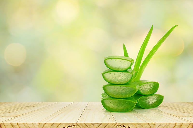 The Healing Herb – Aloe Vera