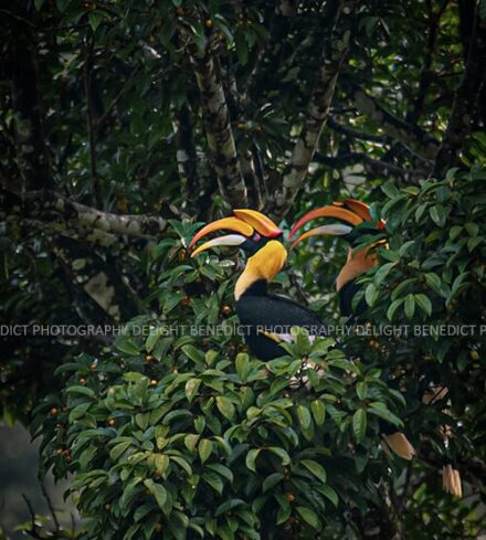 The Magnificent Birdstar – Hornbill