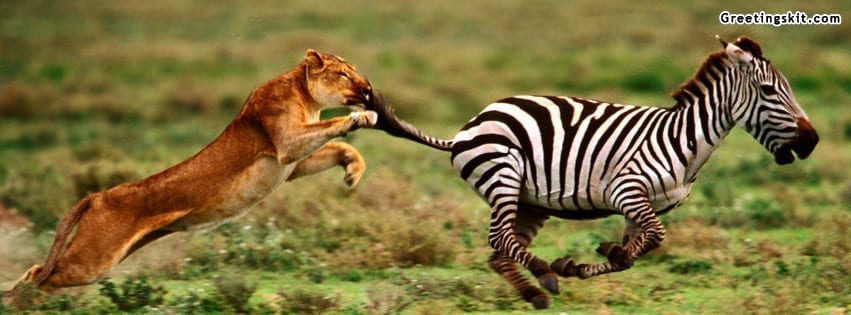 The Attack Lioness And Zebra Facebook Timeline Cover