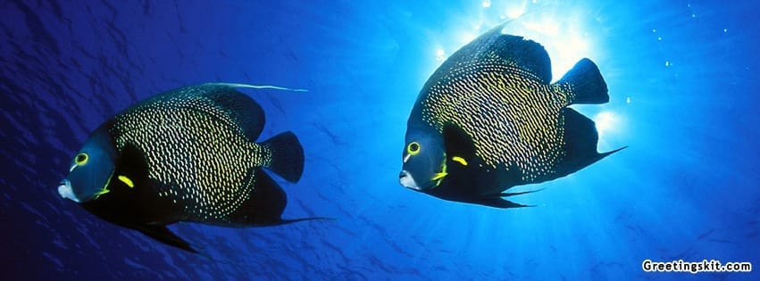 Angel Fish Facebook Timeline Cover