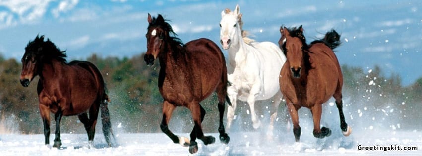 Beautiful Horses Facebook Timeline Cover