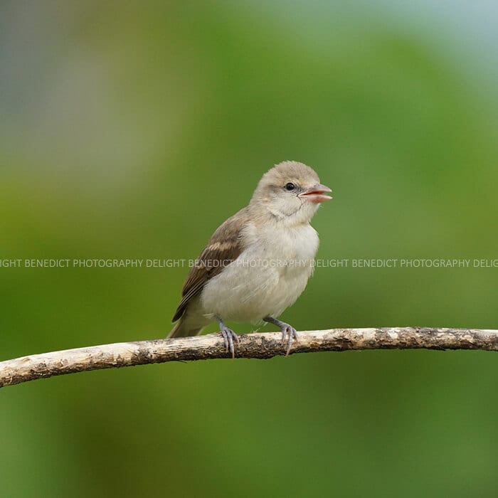 The Importance of Birds in our Environment