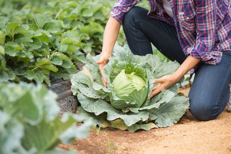 10 Benefits of Eating Cabbage