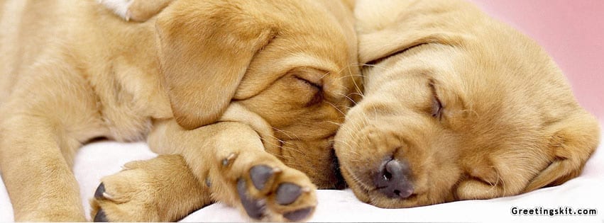 Cute Sleeping Dogs Facebook Cover