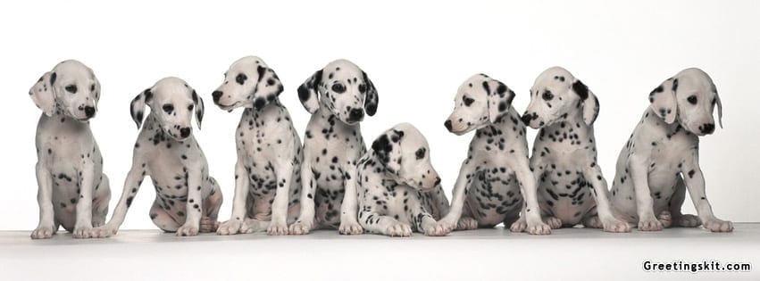 Dalmatians Facebook Timeline Cover