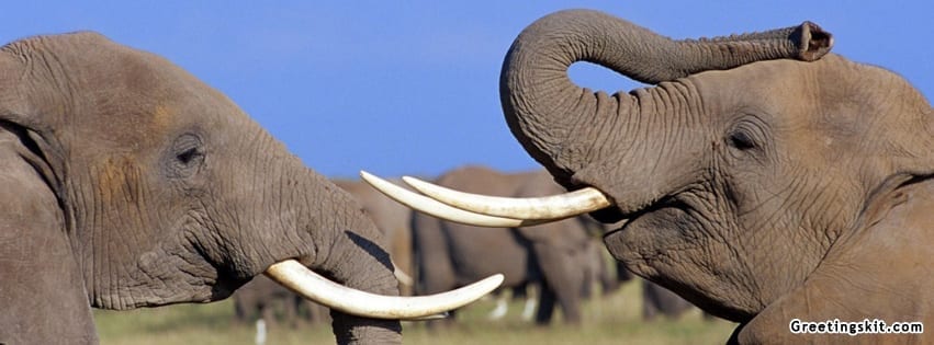 Elephants Facebook Timeline Cover