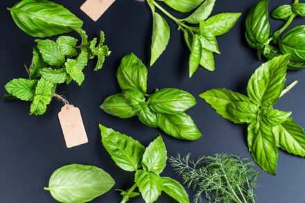 10 Useful Herbs You Can Grow Indoors in Water