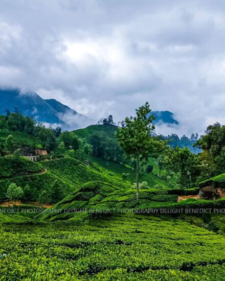 Tea Heaven – Munnar