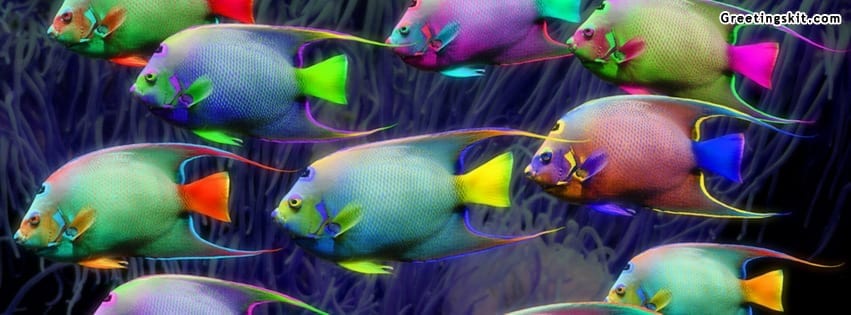 Neon Fishies Facebook Timeline Cover Photo