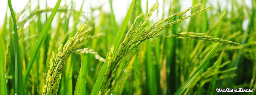 Paddy Field Facebook Timeline Cover