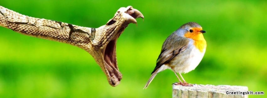 Snake And Bird Facebook Timeline Cover