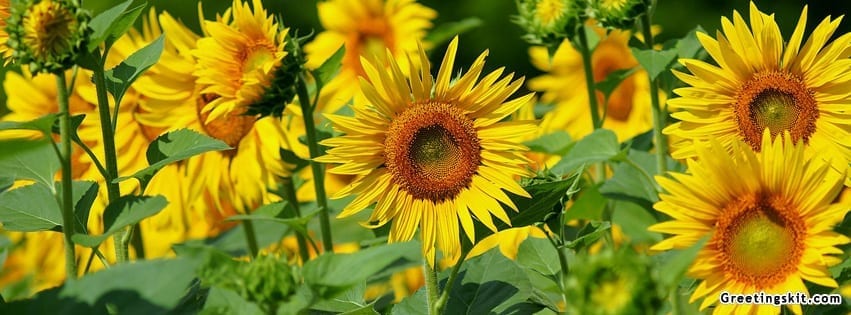 Sun Flower Facebook Timeline Cover